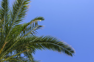 Fototapeta na wymiar Palm against the sky.