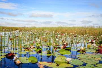 Water lilies in the Okavango Delta.