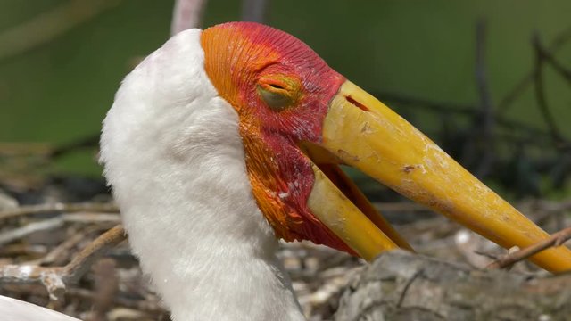 Detail of the yellow-billed stork (Mycteria ibis) in nest - ungraded footage