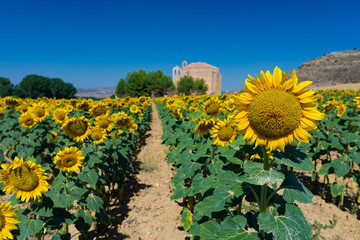 A sunflower fiel near a village in Castilla la Mancha, Spain.