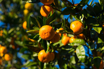 The branches of a tangerine tree with a large orange fruit and green leaves on background of blue sky