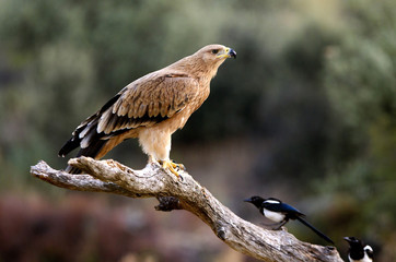 Spanish imperial eagle. Aquila Adalberti