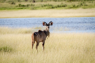 Young Kudu bull standing in the grass.