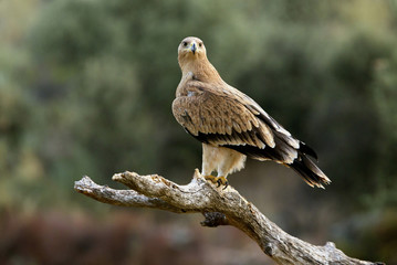Spanish imperial eagle. Aquila Adalberti