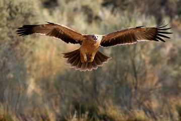 Spanish imperial eagle. Aquila Adalberti