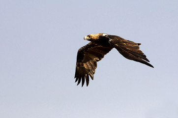 Obraz premium Spanish imperial eagle. Aquila Adalberti