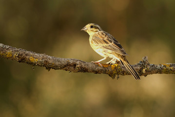 Cirl bunting. Emberiza cirlus