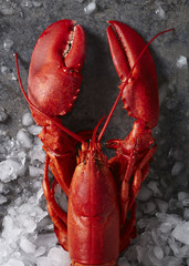 Single red steamed maine lobster on ice