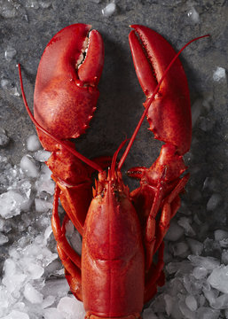 Single Red Steamed Maine Lobster On Ice