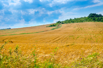 Fototapeta premium field of ripe wheat of saturated orange color, in the sky beautiful evening clouds