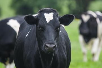 Obraz na płótnie Canvas Close up of a black and white cow