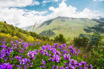 Violet flowers on the mountain slopes