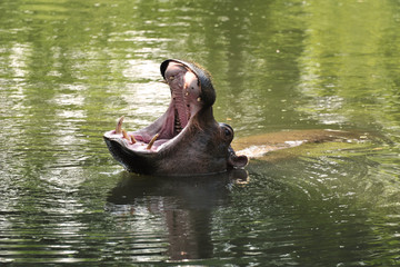 Grande gueule d'Hippopotame