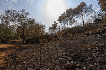 Burned olive trees at Zakynthos