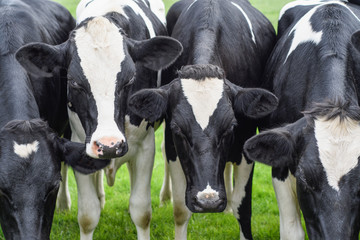 Close up of black and white cows - 169317845