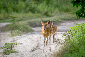 Mother Nyala and baby walking on the road.