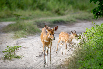 Mother Nyala and baby walking on the road.