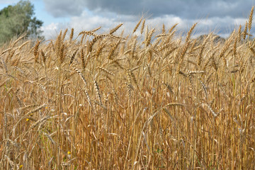 Field with ears of ripe wheat