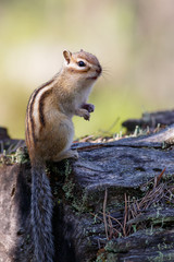 Chipmunk sitting