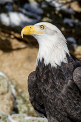 Bald Eagle on Sunny Winter Day