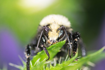 Bumble Bee Macro