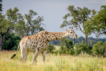 Obraz na płótnie Canvas Giraffe walking in the grass with Oxpeckers.