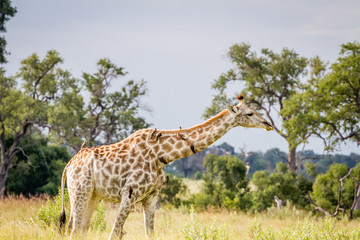 Giraffe walking in the grass with Oxpeckers.