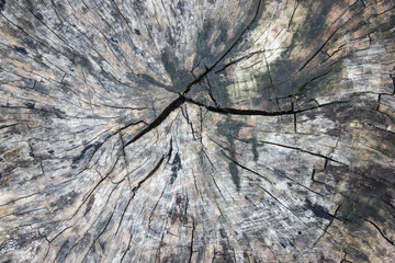 Old wood pattern textured from top view