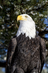 Bald Eagle on Sunny Winter Day