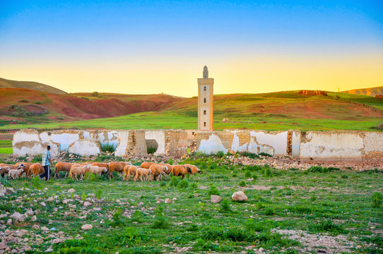 shepherd comes back with herd of sheep on a sunset, goes against the background of the abandoned mosque