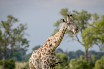 Giraffe with Oxpeckers on his neck.
