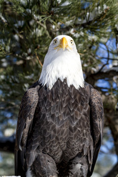 Bald Eagle on Sunny Winter Day