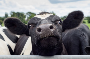 Close up of a black and white cow