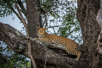 Fototapeta na wymiar Leopard laying down on a branch.