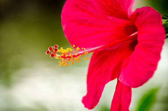 Fototapeta Beautiful Red Hibiscus flower and blurred background