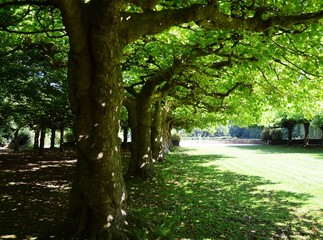 unter alten Platanen