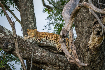 Fototapeta na wymiar Leopard laying down on a branch.