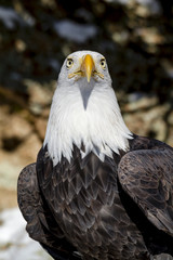 Bald Eagle on Sunny Winter Day