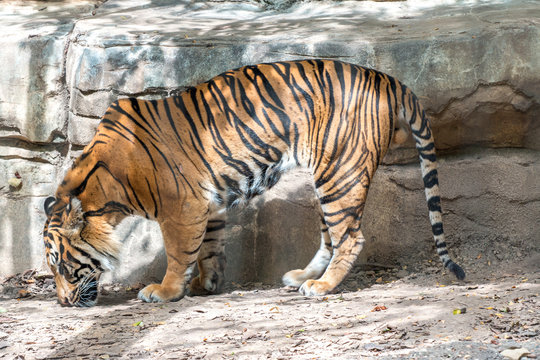 View of Tiger from the Side While his Head is Down