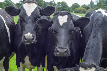 Close up of  black and white cows