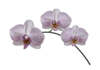 Purple orchid flower branch isolated on white background. Vector realistic illustration