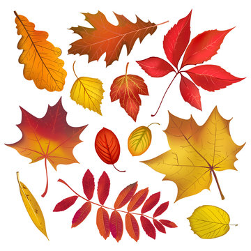 Autumn colored leaves isolated on white background collection. Vector fall objects illustration