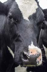 Close up of a black and white cow