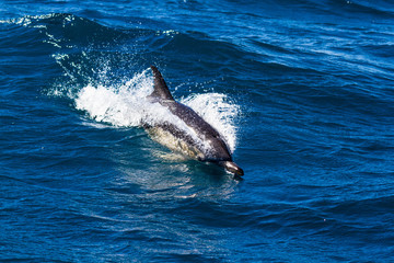 Delfin © Helmut Gulbins