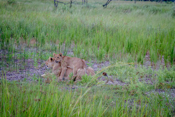 Lion cub playing with his mom.