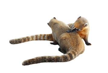 Coatis on the iguazu park isolated white background