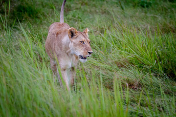 Female Lion walking in the grass.