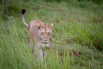 Fototapeta premium Female Lion walking in the grass.