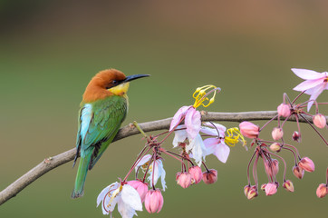 Chestnut-headed Bee-eater or Merops leschenaulti, beautiful bird on branch with colorful background.