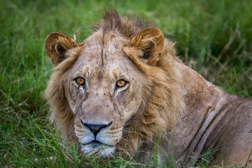 Close up of the head of a male Lion.